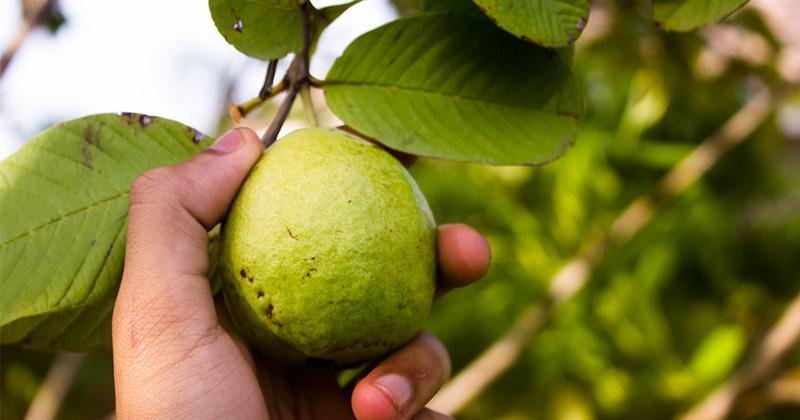 10 Manfaat Jambu Kristal Terhadap Kesehatan