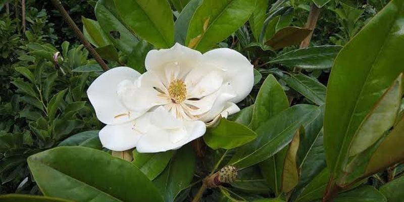 chewvalleytrees.co.uk