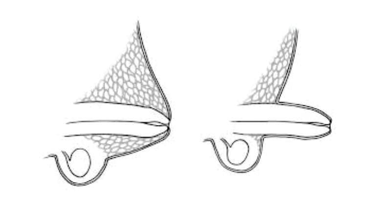 seattlechildrens.org