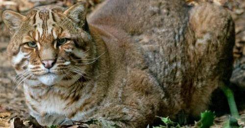 Wildcatconservation.org