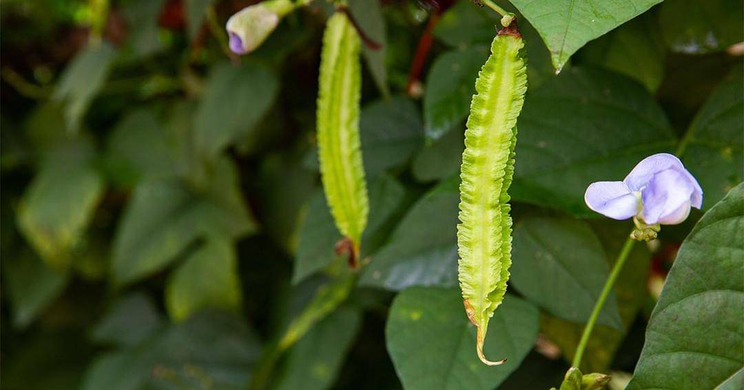 Dok. Jovee - Shutterstock/adam Photographer