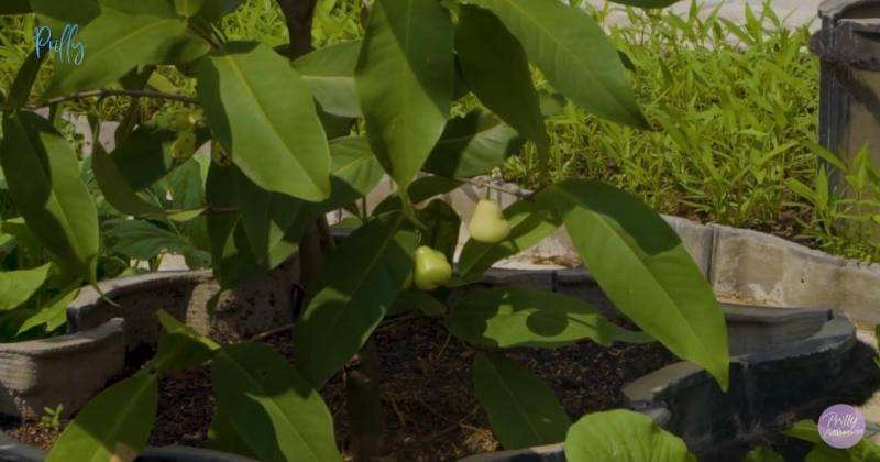 Youtube.com/Prilly Latuconsina