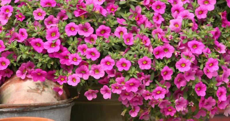 Youtube.com/Suntory Flowers