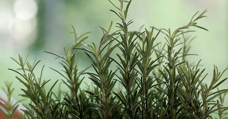 Freepik/racool_studio