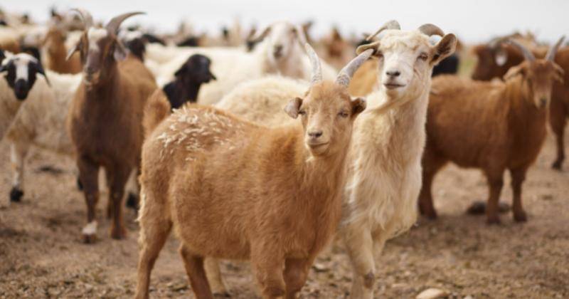 Pexels/ArtHouse Studio