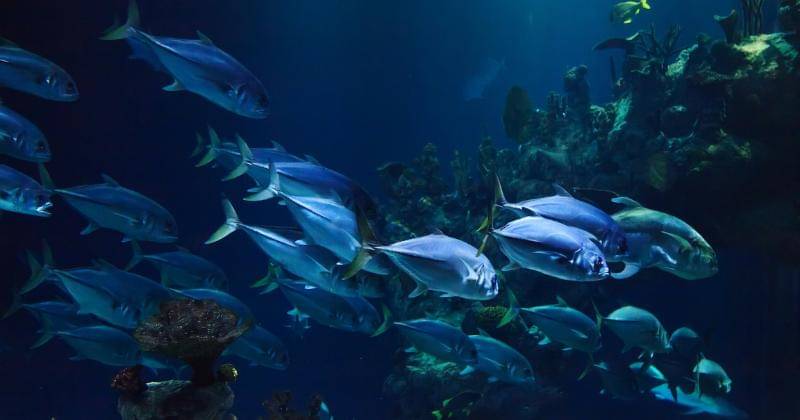 Pixabay/PublicDomainPictures