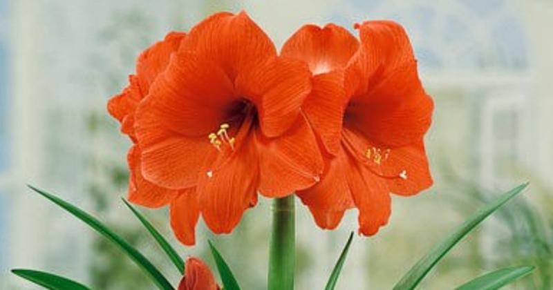 Tokopedia.com/dreamgarden