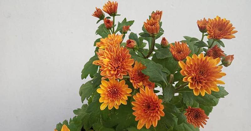 Lazada.com/Verbaputraaa