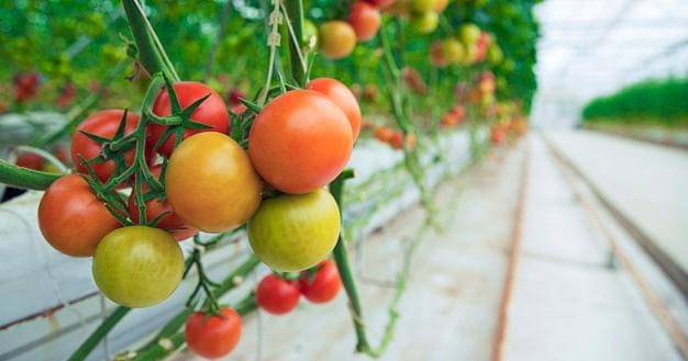 Freepik/Azerbaijan-stockers