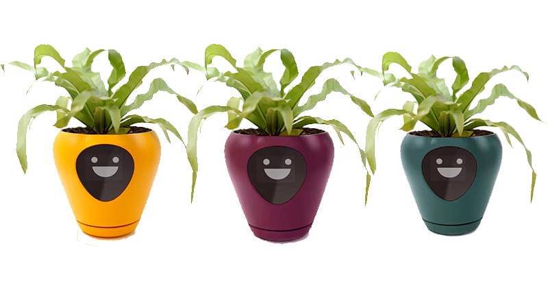 Instagram.com/lua.planter