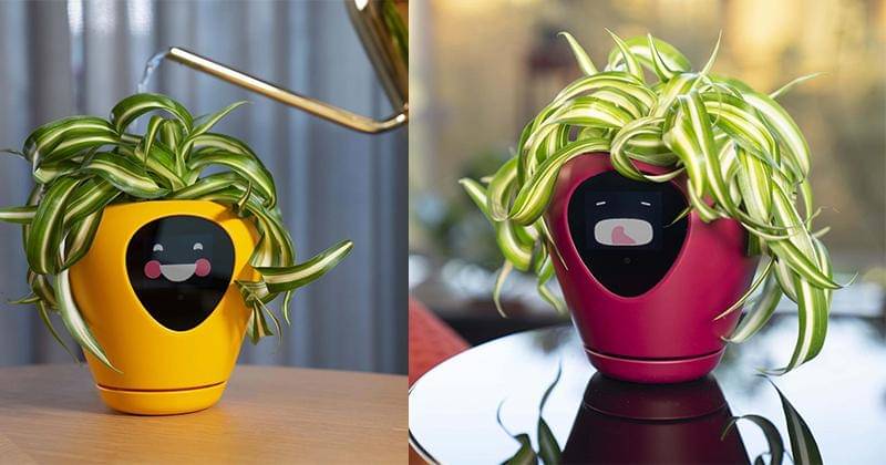 Instagram.com/lua.planter