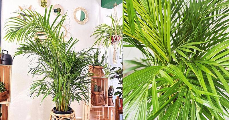 Instagram.com/matildabotanic