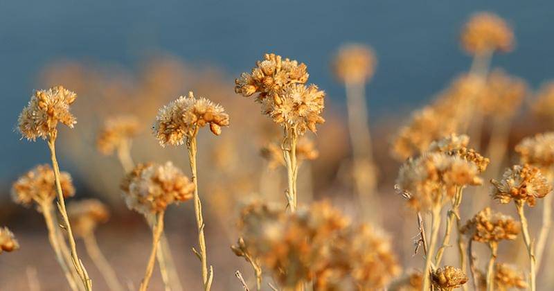 Pixabay/blandinejoannic