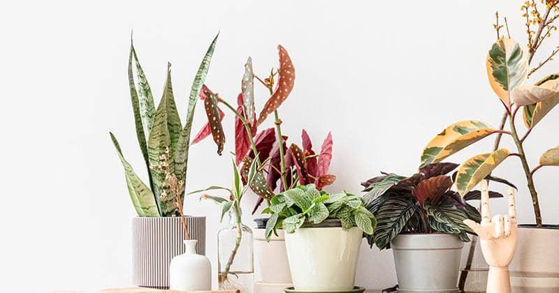 Freepik/Rawpixel.com