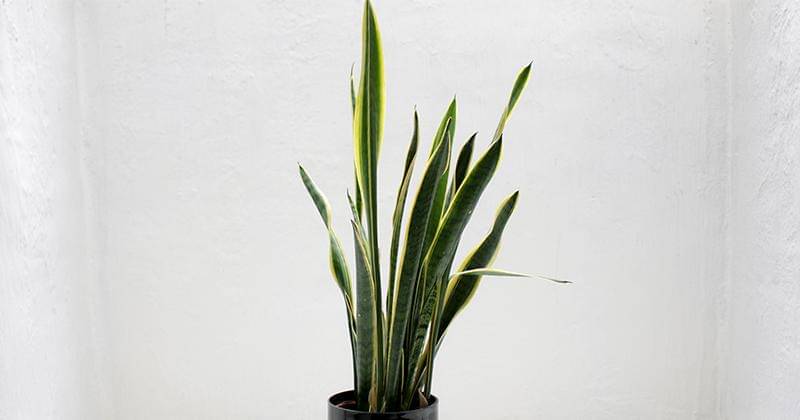 Pexels/fabianstroobants