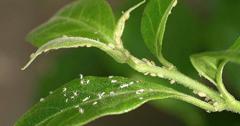 Instagram.com/houseplant_guru21