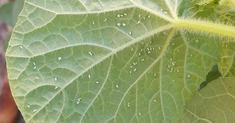 Instagram.com/fajer.iraq