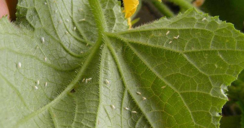 Instagram.com/ladybirdplantcare