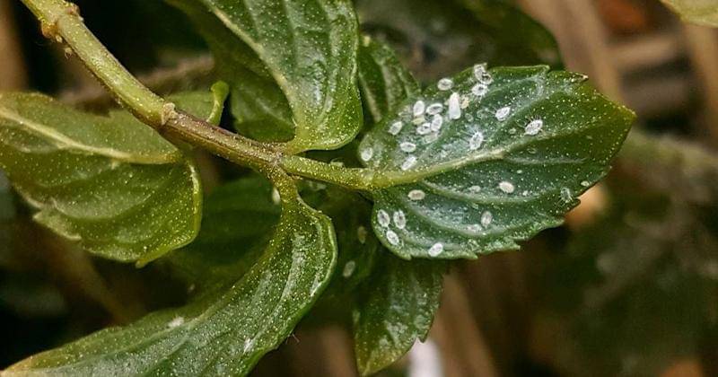 Instagram.com/hello_sunshine_urban_farm