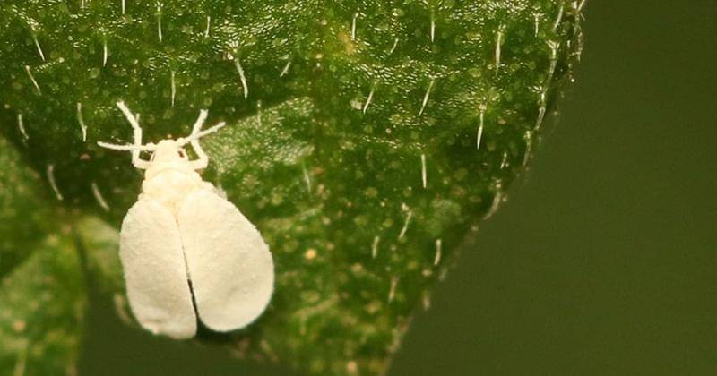 Instagram.com/vitaha310