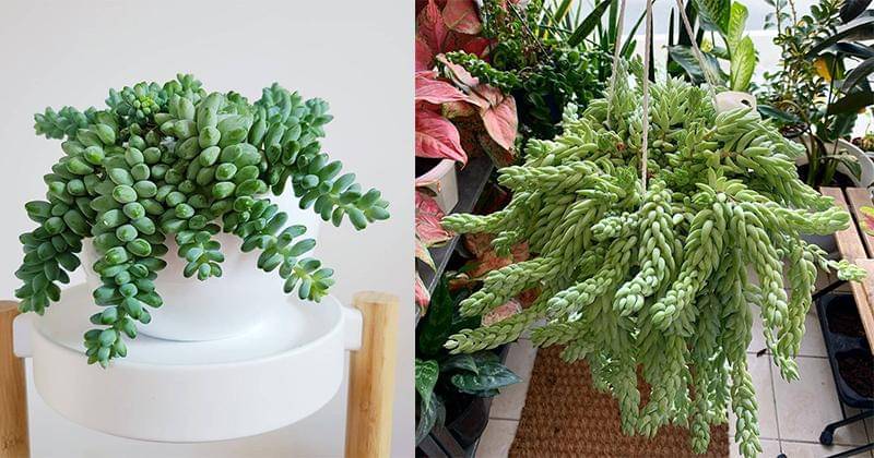 Instagram.com/plant.heart.city/mrsmaegamboa