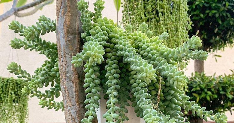 Instagram.com/plantedbymich