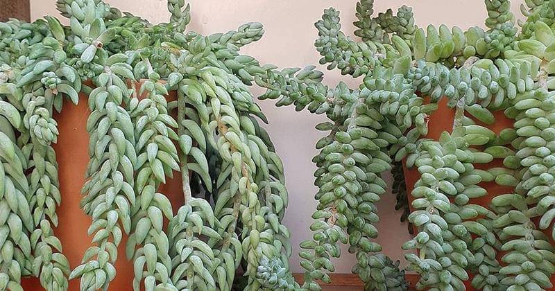 Instagram.com/succulentsandstrings