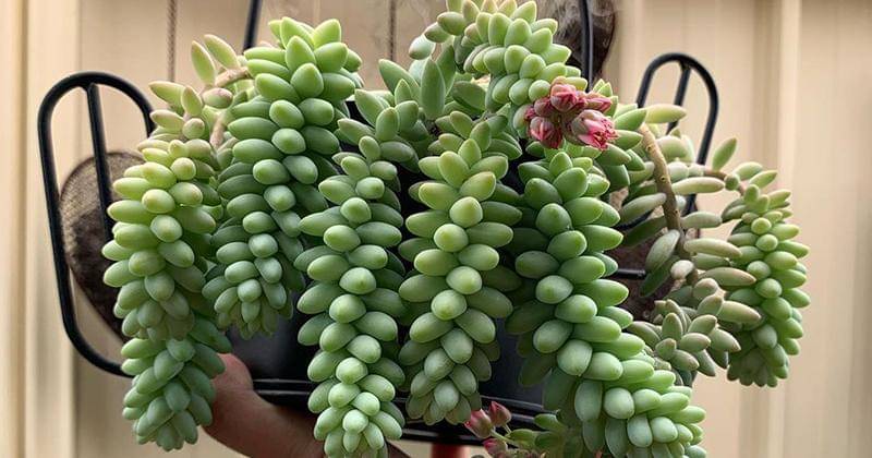 Instagram.com/margesantillan