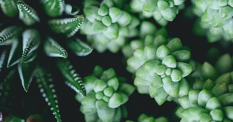 Unsplash/CalleMacarone