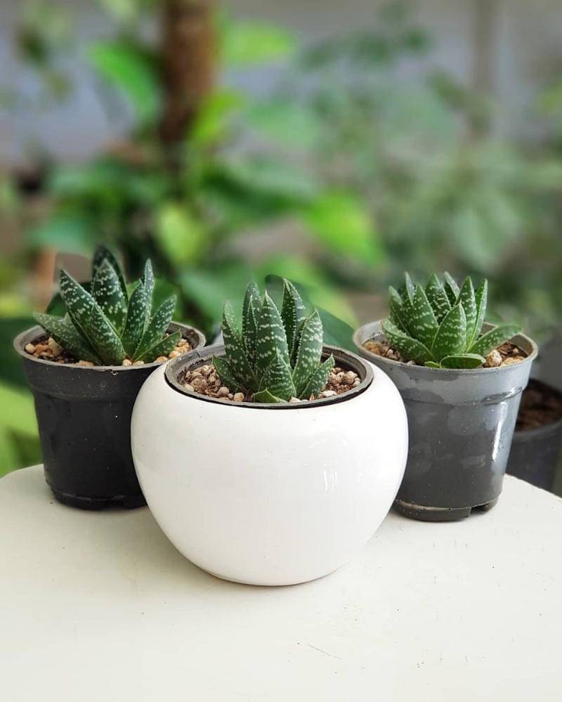 Instagram.com/babaadam.florist