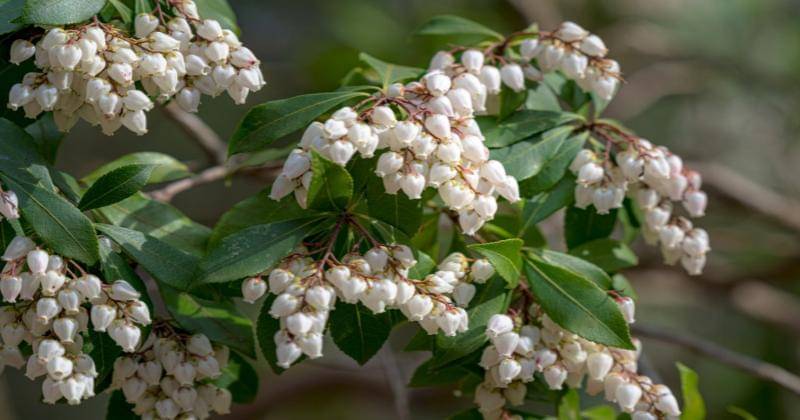 Gardeningknowhow.com