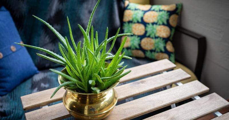 Unsplash/Alexandra Tran