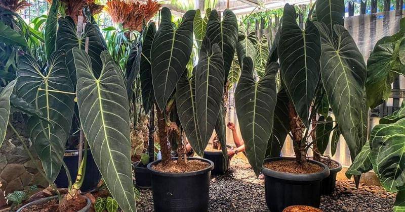 Instagram.com/obsessionwithplants