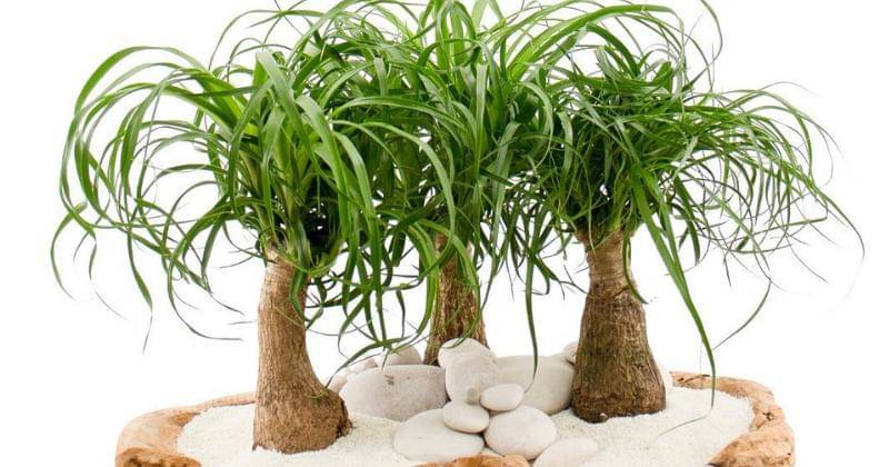 Instagram.com/plantthefuture