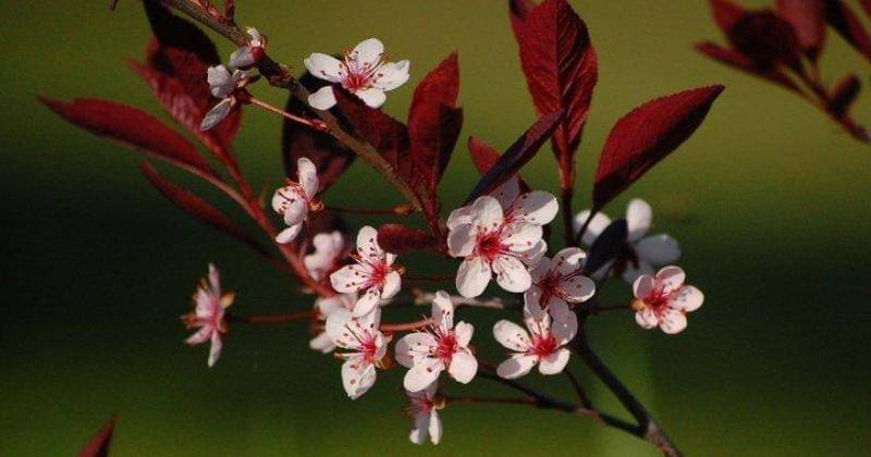 Garden.org/pixie62560