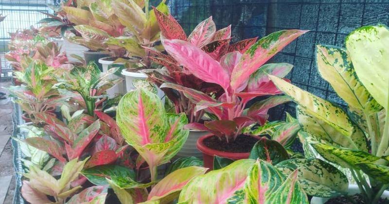 Instagram.com/yopiofficial88