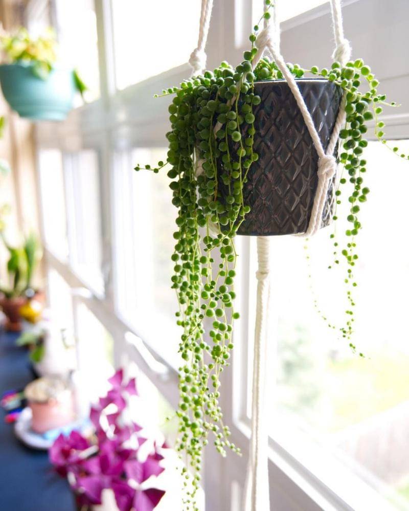 Instagram.com/foliageloft