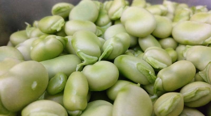 Pixabay/bdellovibrium