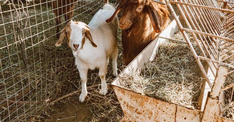 Pexels/ROMAN ODINTSOV