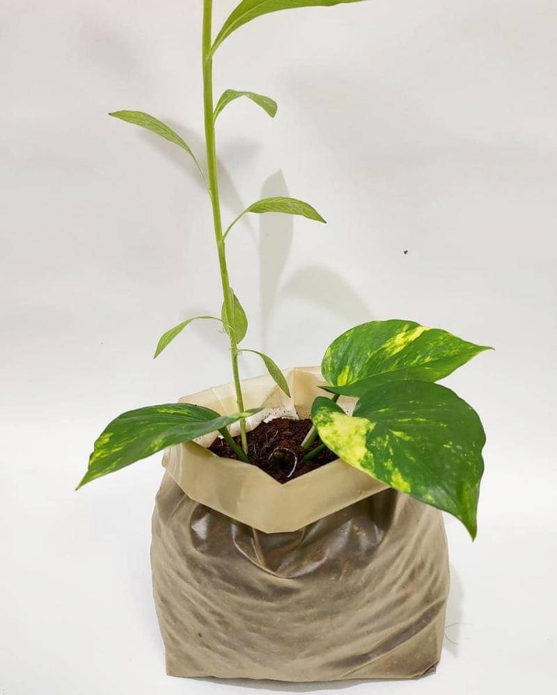 Instagram/evowareworld