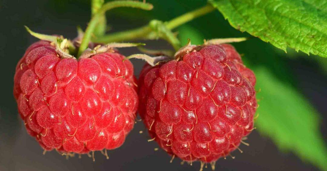 Pixabay/Ulrike Leone