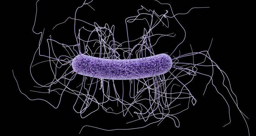 ilustrasi bakteri Clostridium difficile (vitalacy.com)