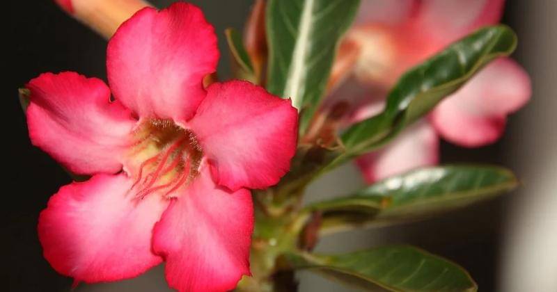 Pixabay/NoeliaSecret