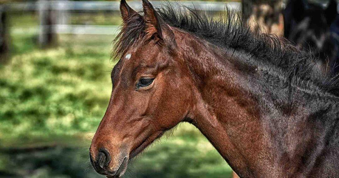 Pixabay/Alexas_Fotos