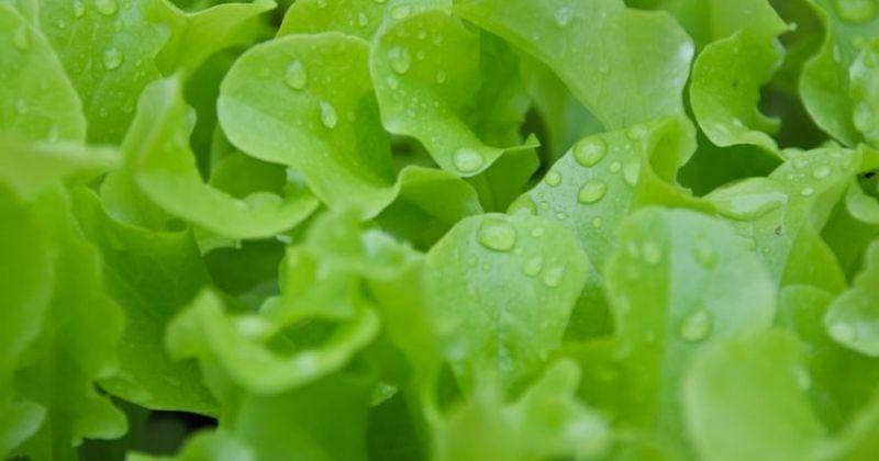 Unsplash/Laurin Steffens