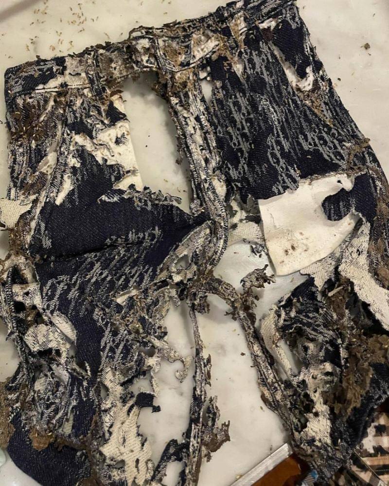 Instagram.com/rachelvennya