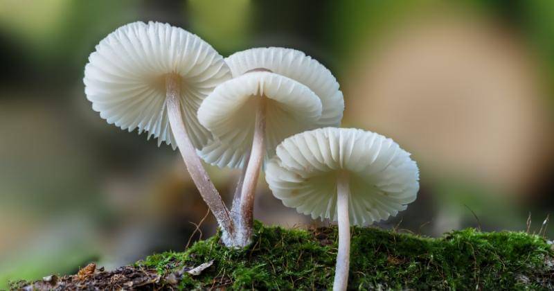 Ilustrasi Jamur - Pexels/Dorothea OLDANI