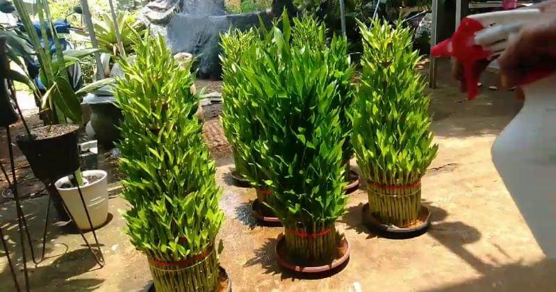 Youtube.com/Barakah Plants