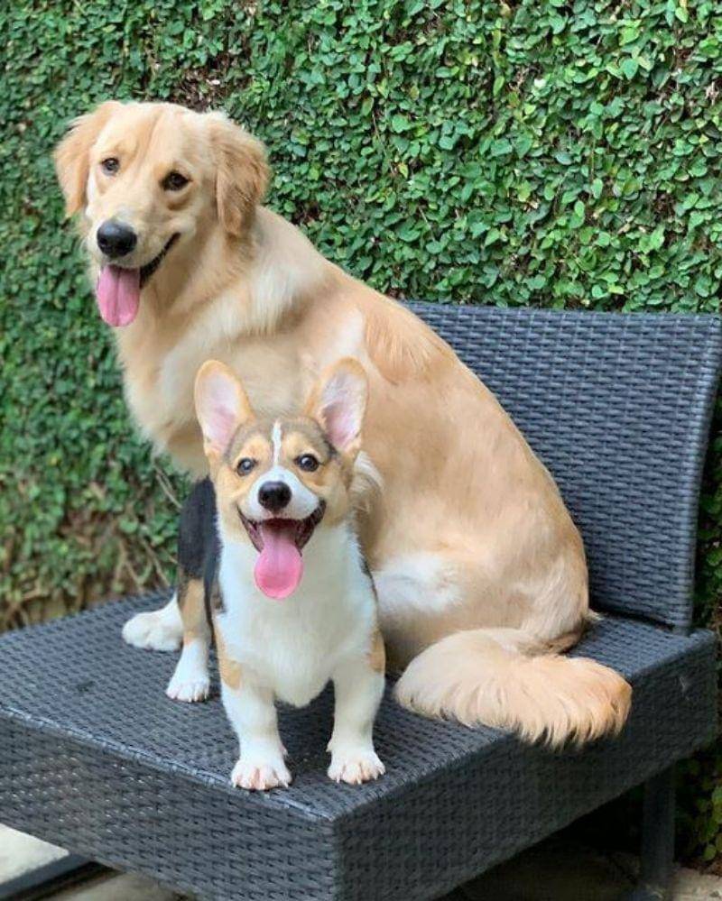 Instagram.com/jokoanwar