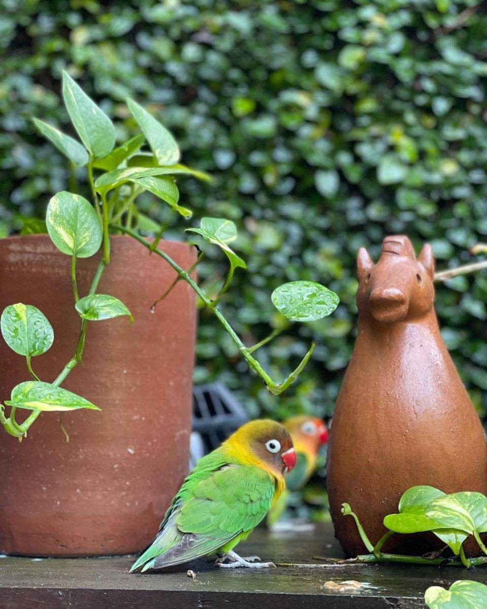 Instagram.com/jokoanwar